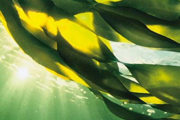 Лечебные обертования суставов с саморазогревающимися водорослями